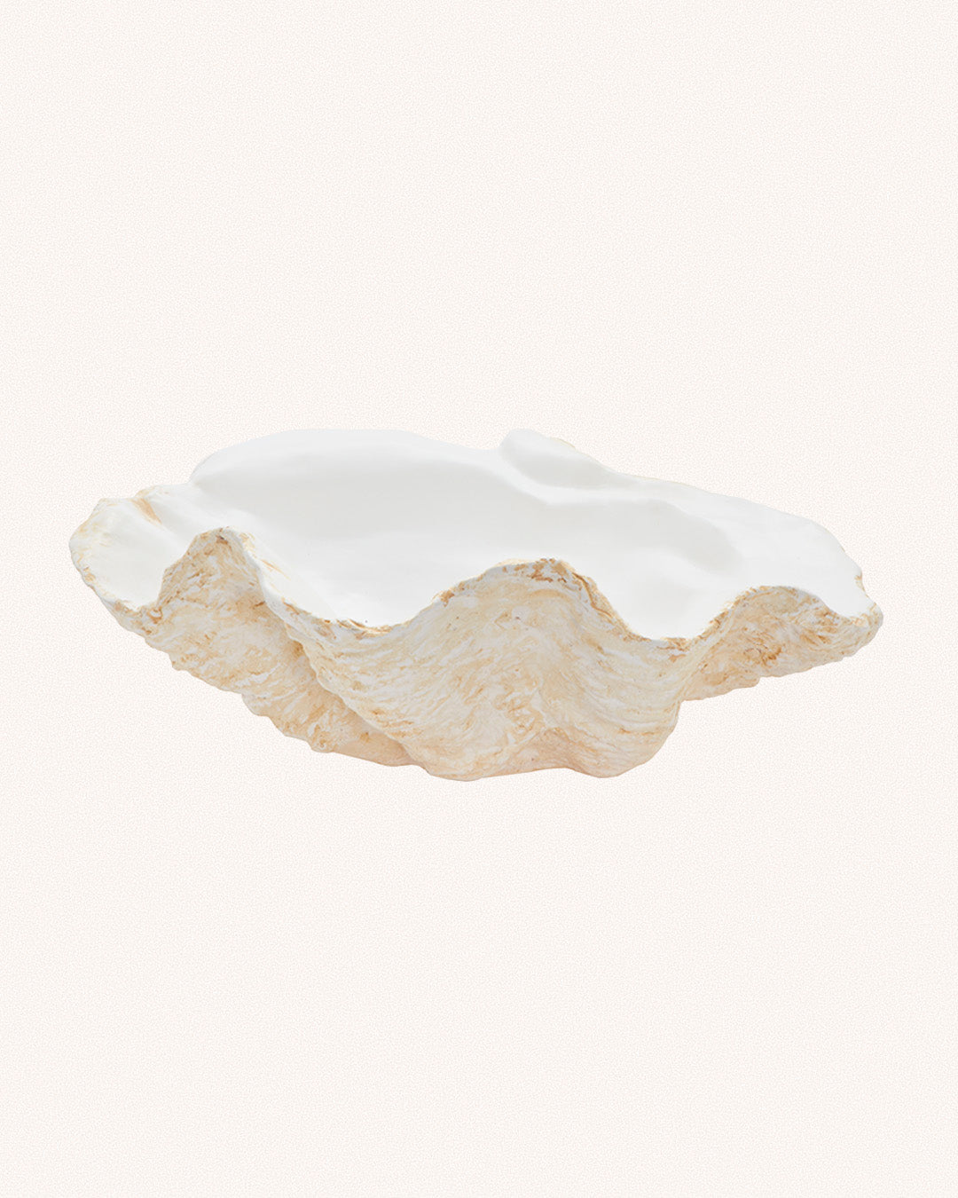 Giant Clam Shell, White